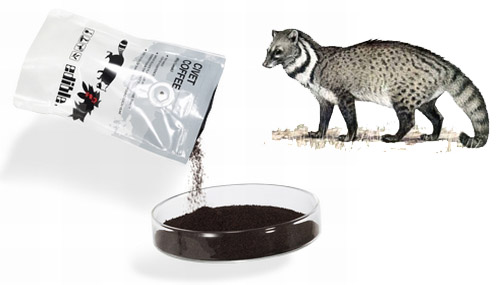 Civet coffee beans from the digestion of civet cats