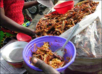 In Nigeria, Locust are called the Desert shrimp