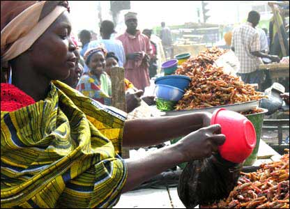 In Nigeria, Locust are called the Desert shrimp 02