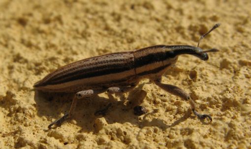 Subscribe to food insects newsletter