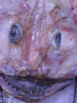 The ugliest fish in the World?