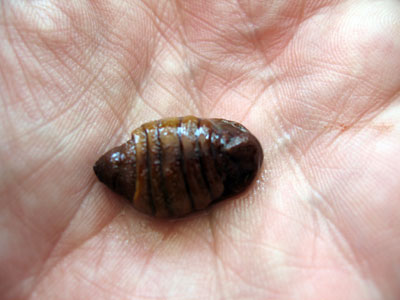 palm_silkworm_pupa.jpg