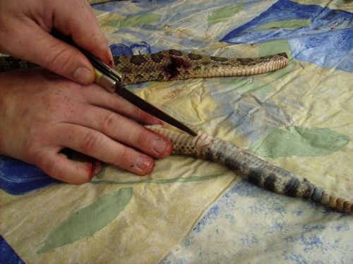 How to skin a snake for cooking?