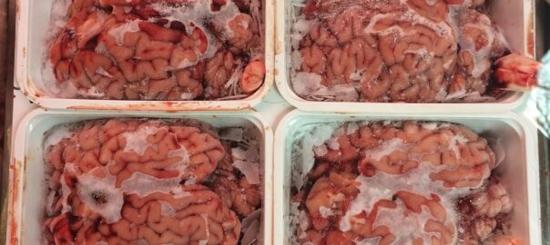 Eating Cow brain